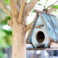 Tthe benefits of using sand sheets for your feathered friend’s habitat